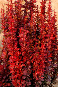 Bild von Berberis